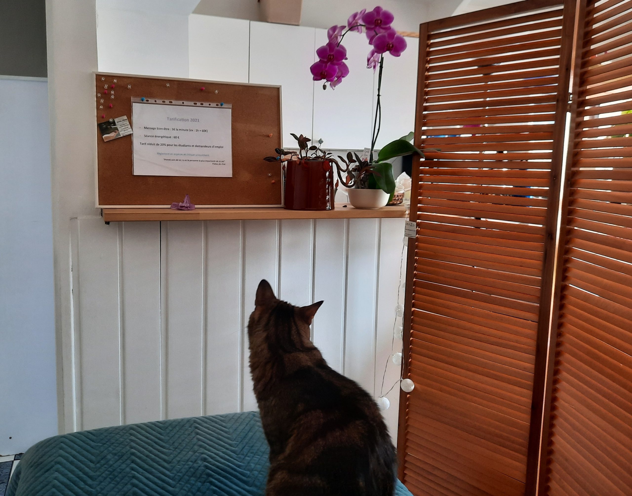 Photo du cabinet de Jennifer Roche EI Pattes de chat